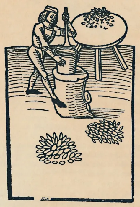 Framed Print : Crushing Herbs in a Mortar, 1947 Framed Print : Crushing Herbs in a Mortar, 1947