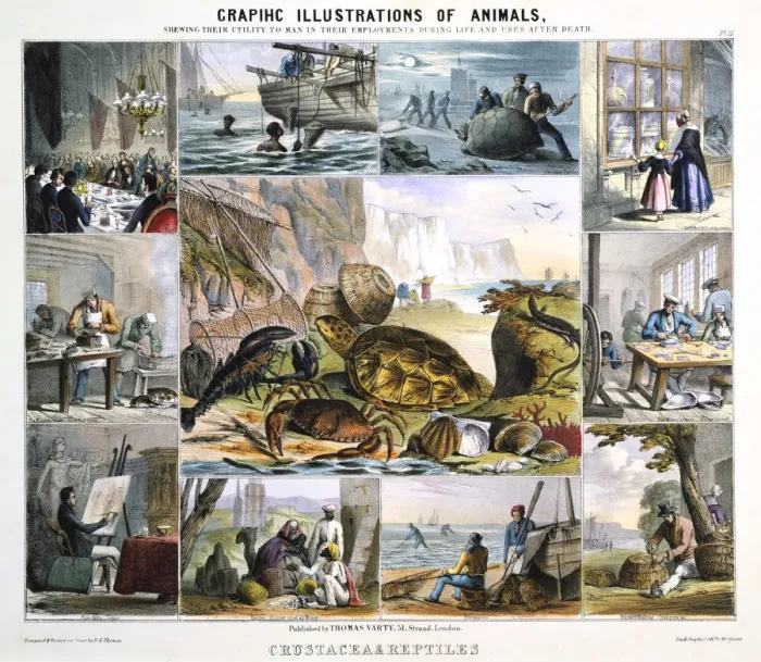 Framed Print : Crustacea and Reptiles, c1850. Artist: Robert Kent Thomas Framed Print : Crustacea and Reptiles, c1850. Artist: Robert Kent Thomas