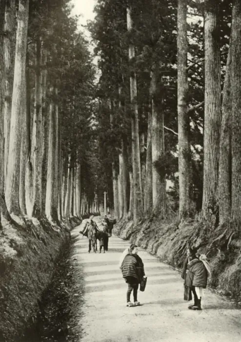 Framed Print : The Cryptomerias at Nikko, 1910. Creator: Herbert Ponting Framed Print : The Cryptomerias at Nikko, 1910. Creator: Herbert Ponting