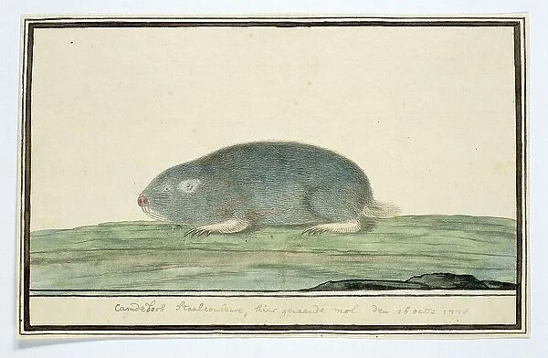 Cryptomys hottentotus (Common mole-rat), 1778. Creator: Robert Jacob Gordon