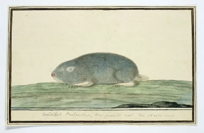 Framed Print : Cryptomys hottentotus (Common mole-rat), 1778. Creator: Robert Jacob Gordon Framed Print : Cryptomys hottentotus (Common mole-rat), 1778. Creator: Robert Jacob Gordon