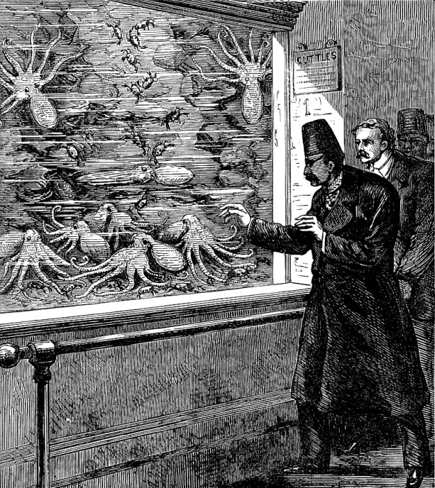 Framed Print : At the Crystal Palace: feeding the cuttle-fish in the Aquarium, 1873. Creator: Unknown Framed Print : At the Crystal Palace: feeding the cuttle-fish in the Aquarium, 1873. Creator: Unknown
