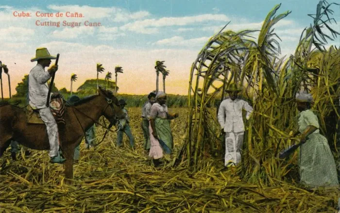 Framed Print : Cuba: Corte de Cana. Cutting Sugar Cane, c1910
