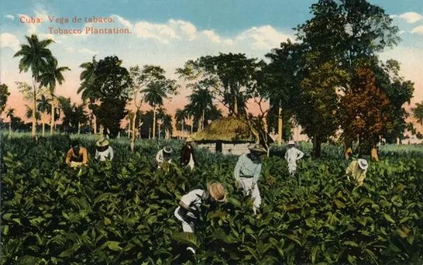 tobacco farm prints Cuba: Vega de tabaco Tobacco Plantation Print, c1900. Art Prints, Posters &  Puzzles from Heritage Images