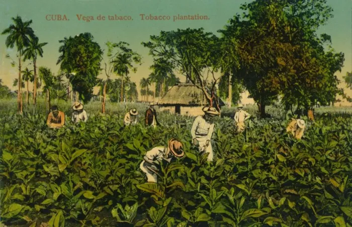 Framed Print : Cuba. Vega de tabaco. Tobacco plantation, c1920s Framed Print : Cuba. Vega de tabaco. Tobacco plantation, c1920s