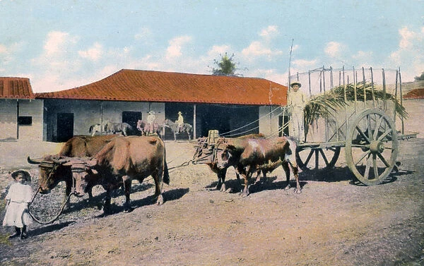 A Cuban ox team, early 20th century. Artist: Harris Bros & Co