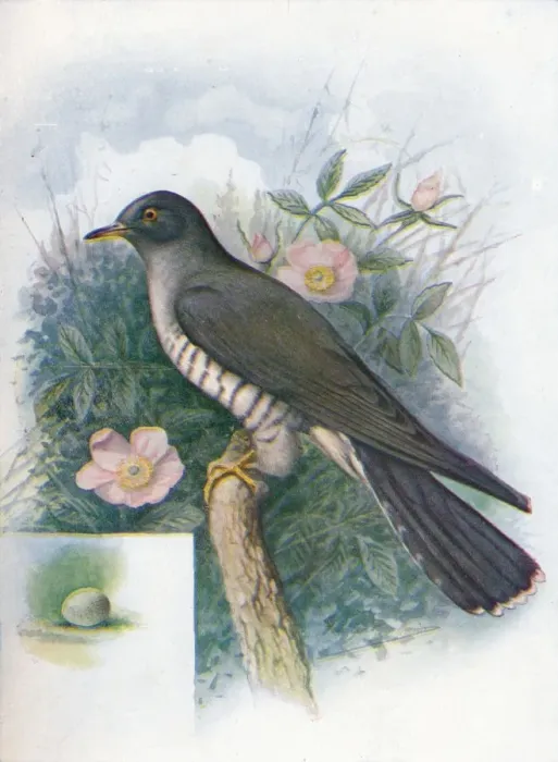 Framed Print : Cuckoo - Cuc ulus cano rus, c1910, (1910). Artist: George James Rankin Framed Print : Cuckoo - Cuc ulus cano rus, c1910, (1910). Artist: George James Rankin