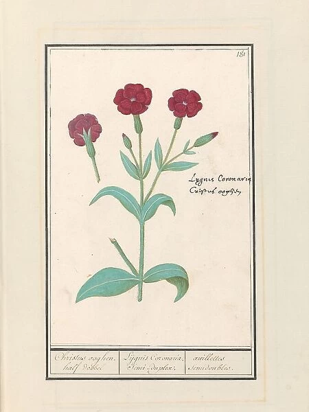 Cuckoo Flower (Lychnis) or Rose campion (Lychnis Coronaria), 1596-1610. Creators: Anselmus de Boodt, Elias Verhulst