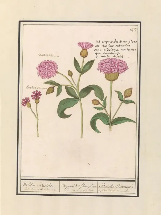 Framed Print : Cuckoo flower (Silene dioica), 1596-1610. Creators: Anselmus de Boodt, Elias Verhulst Framed Print : Cuckoo flower (Silene dioica), 1596-1610. Creators: Anselmus de Boodt, Elias Verhulst