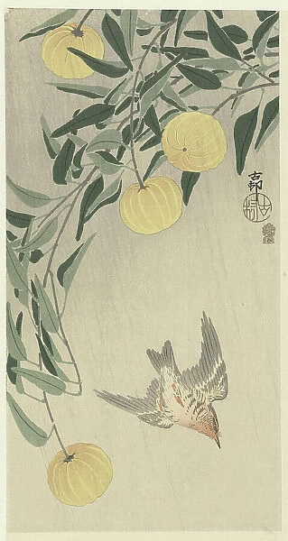 Cuckoo in the rain, 1900-1910. Creator: Ohara, Koson (1877-1945)