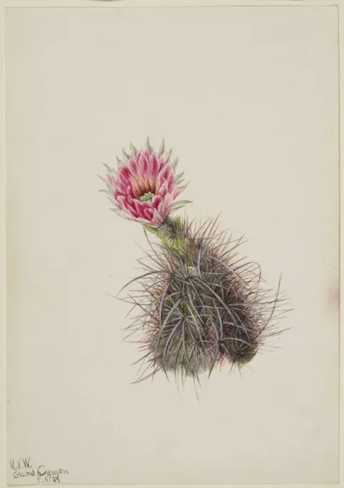 Framed Print : Cucumber Cactus, 1939. Creator: Mary Vaux Walcott Framed Print : Cucumber Cactus, 1939. Creator: Mary Vaux Walcott