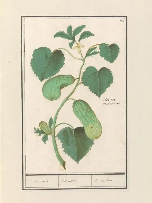 Framed Print : Cucumber (Cucumis sativus), 1596-1610. Creators: Anselmus de Boodt, Elias Verhulst Framed Print : Cucumber (Cucumis sativus), 1596-1610. Creators: Anselmus de Boodt, Elias Verhulst