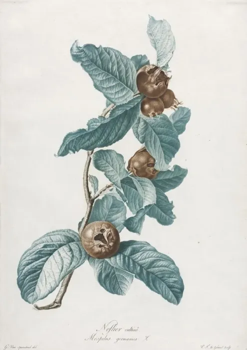 Framed Print : Cultivated Medlar (Mespilus germanica), c. 1800. Creator: Gerard van Spaendonck (Dutch, 1746-1822) Framed Print : Cultivated Medlar (Mespilus germanica), c. 1800. Creator: Gerard van Spaendonck (Dutch, 1746-1822)