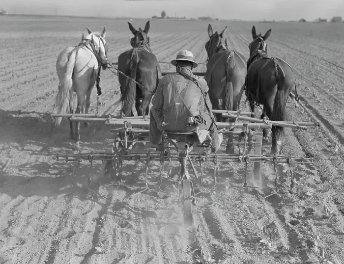 Framed Print : Cultivating beans with a four-row cultivator, near Santa Ana, California, 1937. Creator: Dorothea Lange Framed Print : Cultivating beans with a four-row cultivator, near Santa Ana, California, 1937. Creator: Dorothea Lange