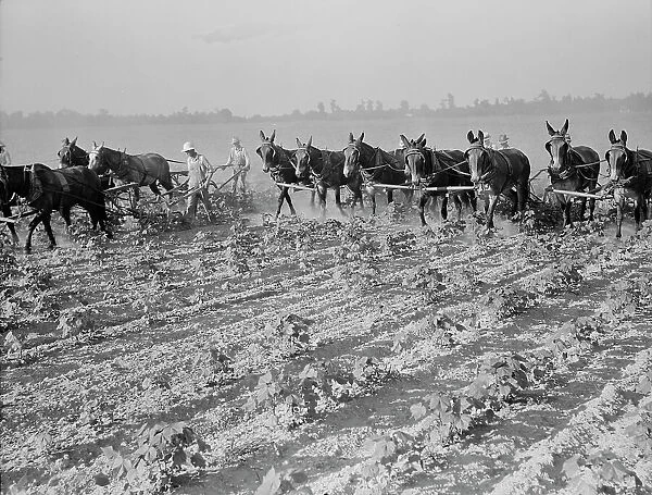 Cultivating cotton cooperatively at Lake Dick, Arkansas, 1938. Creator: Dorothea Lange