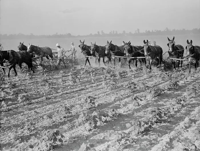 Framed Print : Cultivating cotton cooperatively at Lake Dick, Arkansas, 1938. Creator: Dorothea Lange Framed Print : Cultivating cotton cooperatively at Lake Dick, Arkansas, 1938. Creator: Dorothea Lange