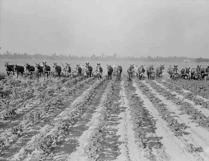 Framed Print : Cultivating cotton at Lake Dick project, Arkansas, 1938. Creator: Dorothea Lange Framed Print : Cultivating cotton at Lake Dick project, Arkansas, 1938. Creator: Dorothea Lange