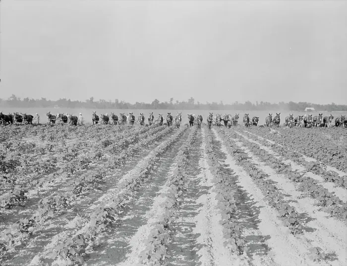 Framed Print : Cultivating cotton at Lake Dick project, Arkansas, 1938. Creator: Dorothea Lange Framed Print : Cultivating cotton at Lake Dick project, Arkansas, 1938. Creator: Dorothea Lange