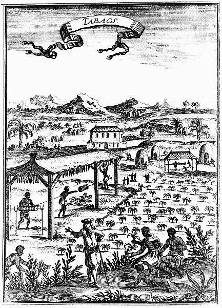 Cultivating and curing tobacco in West Indies using slave labour, 1686