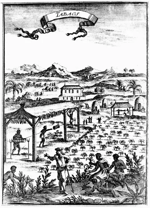Framed Print : Cultivating and curing tobacco in West Indies using slave labour, 1686 Framed Print : Cultivating and curing tobacco in West Indies using slave labour, 1686