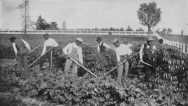 Cultivating a patch of cassava on the agricultural experiment plot, 1904. Creator: Frances Benjamin Johnston