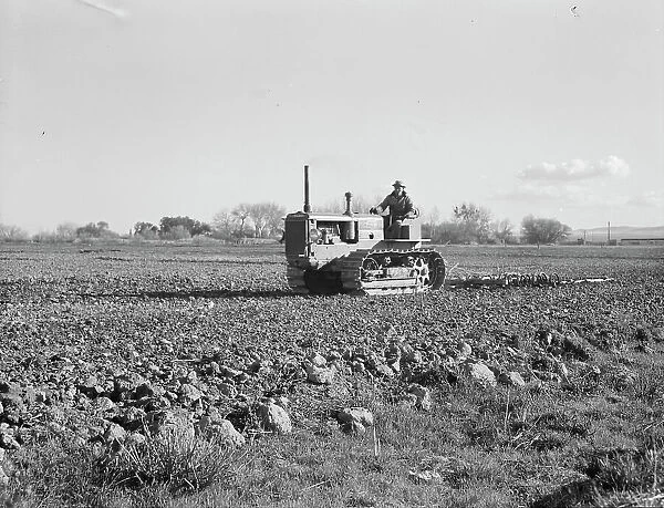 Cultivating potato field, California, 1939. Creator: Dorothea Lange