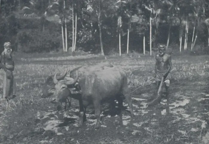 Framed Print : Cultivating Rice, 1924. Artist: Topical Press Agency Framed Print : Cultivating Rice, 1924. Artist: Topical Press Agency