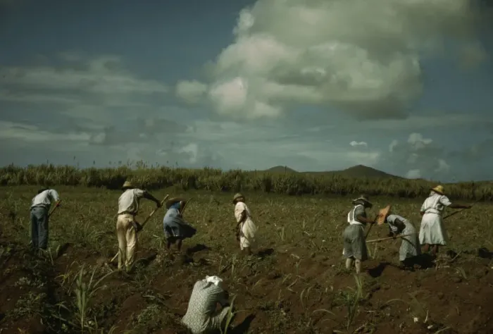 Framed Print : Cultivating sugar cane on the Virgin Islands Company land, vicinity of Bethlehem, St. Croix, 1941. Creator: Jack Delano Framed Print : Cultivating sugar cane on the Virgin Islands Company land, vicinity of Bethlehem, St. Croix, 1941. Creator: Jack Delano