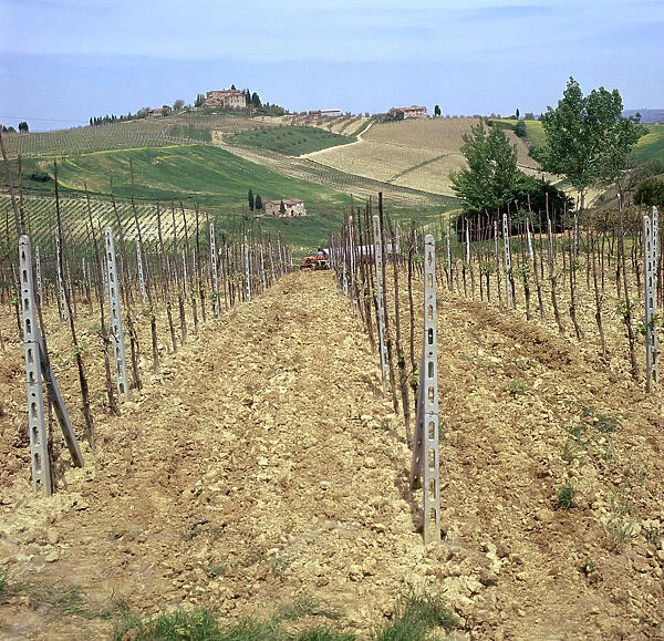 Cultivating vines in Tuscany