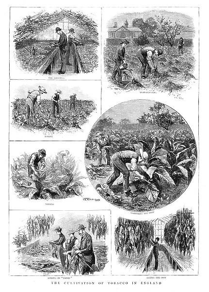 The Cultivation of Tobacco in England, 1890. Creator: T Griffiths