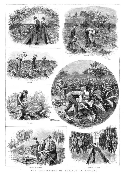 Framed Print : The Cultivation of Tobacco in England, 1890. Creator: T Griffiths Framed Print : The Cultivation of Tobacco in England, 1890. Creator: T Griffiths