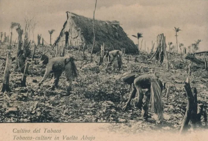 Framed Print : Cultivo del Tabaco. Tobacco-culture in Vuelta Abajo, c1900 Framed Print : Cultivo del Tabaco. Tobacco-culture in Vuelta Abajo, c1900