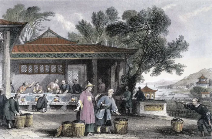 Framed Print : The Culture and Preparation of Tea, China, 1843. Artist: Thomas Allom