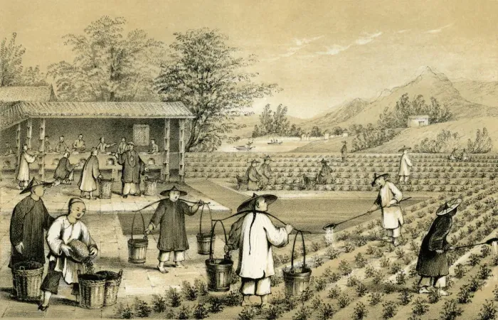 Framed Print : Culture and preparation of tea, China, 1847. Artist: E Gilks Framed Print : Culture and preparation of tea, China, 1847. Artist: E Gilks