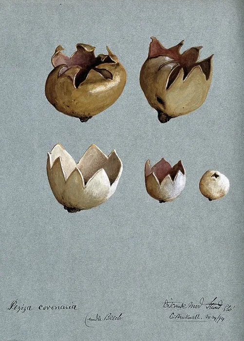Framed Print : A cup fungus (Peziza species): five fruiting bodies, 1894. Creator: C Bucknall Framed Print : A cup fungus (Peziza species): five fruiting bodies, 1894. Creator: C Bucknall