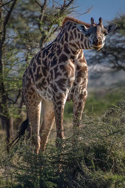 Curious Giraffe. Creator: Viet Chu