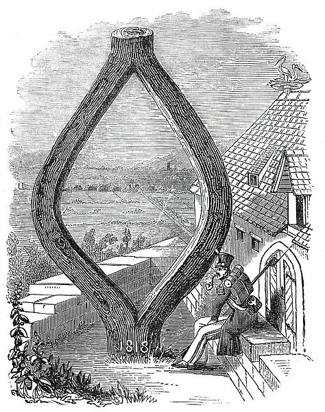 Curious Oak at Baden-Baden, 1844. Creator: Unknown
