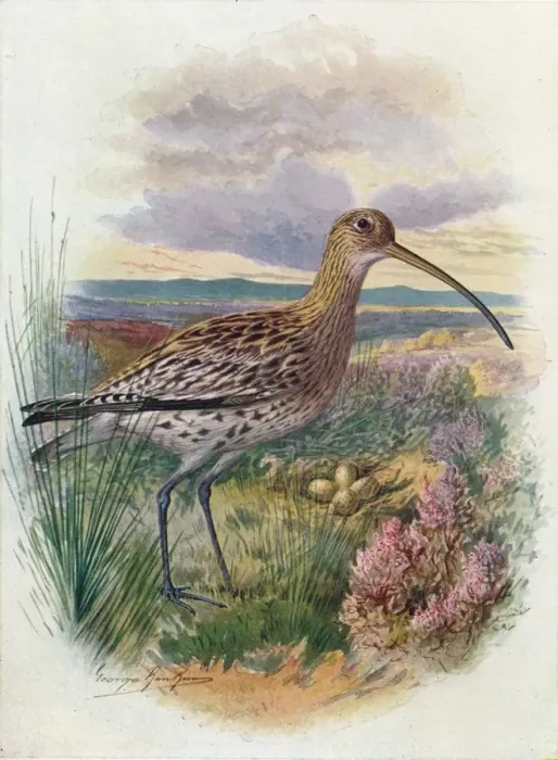 Framed Print : Curlew - Numen ius arqua ta, c1910, (1910). Artist: George James Rankin Framed Print : Curlew - Numen ius arqua ta, c1910, (1910). Artist: George James Rankin