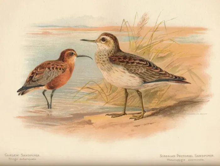 Framed Print : Curlew Sandpiper (Tringa subarquata), Siberian Pectoral Sandpiper (Heteropygia acuminata), 1900, ( Artist: Charles Whymper Framed Print : Curlew Sandpiper (Tringa subarquata), Siberian Pectoral Sandpiper (Heteropygia acuminata), 1900, ( Artist: Charles Whymper