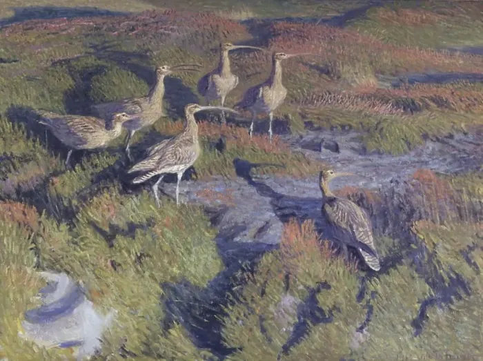 Framed Print : Curlews about to take flight, 1911. Creator: Vilhelm Theodor Fischer Framed Print : Curlews about to take flight, 1911. Creator: Vilhelm Theodor Fischer