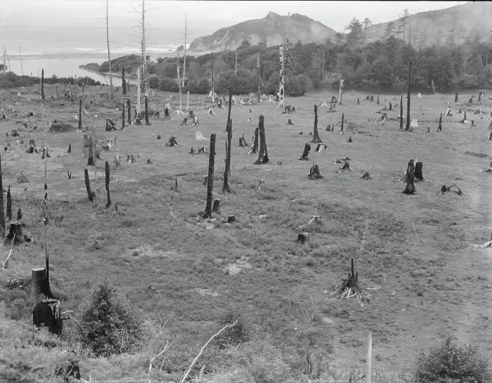 Framed Print : Cut-over land, part of stump ranch, California, Orick, Humboldt County, 1939. Creator: Dorothea Lange Framed Print : Cut-over land, part of stump ranch, California, Orick, Humboldt County, 1939. Creator: Dorothea Lange