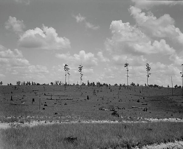 Cut-over long leaf yellow pine forest, Mississippi, 1937. Creator: Dorothea Lange