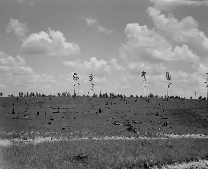 Framed Print : Cut-over long leaf yellow pine forest, Mississippi, 1937. Creator: Dorothea Lange Framed Print : Cut-over long leaf yellow pine forest, Mississippi, 1937. Creator: Dorothea Lange