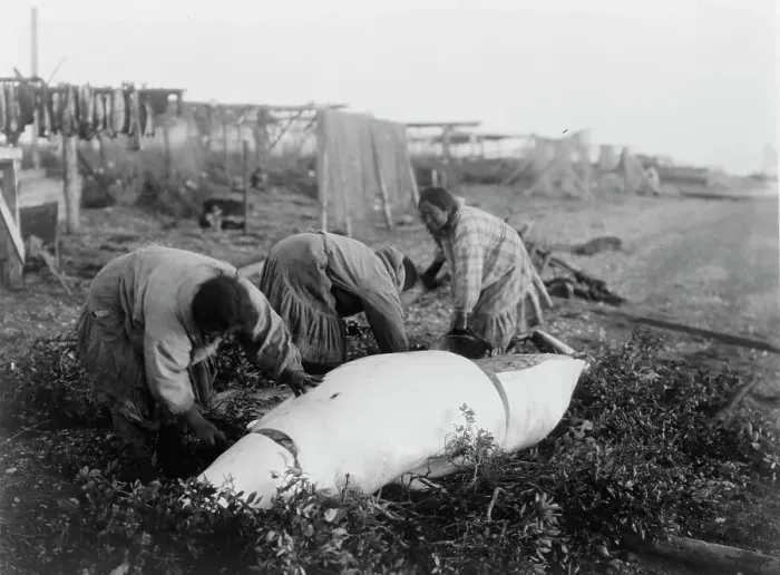 Framed Print : Cutting up a beluga-Kotzebue, c1929. Creator: Edward Sheriff Curtis Framed Print : Cutting up a beluga-Kotzebue, c1929. Creator: Edward Sheriff Curtis