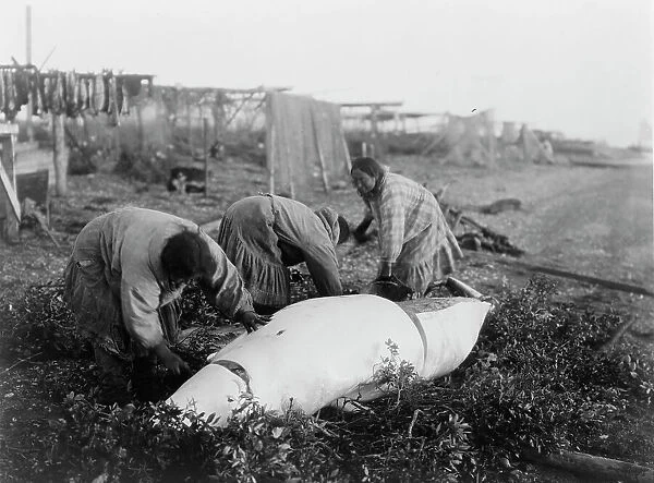 Cutting up a beluga-Kotzebue, c1929. Creator: Edward Sheriff Curtis