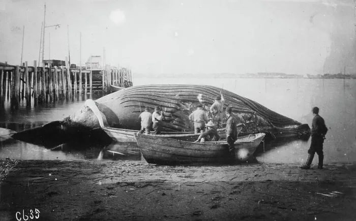 Framed Print : Cutting up a blue whale, between c1900 and c1930. Creator: Unknown Framed Print : Cutting up a blue whale, between c1900 and c1930. Creator: Unknown