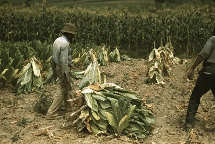 tobacco farm prints Harvesting in Early Virginia Print 1612. 10 Inch (25 cm) Photo from Fine Art Storehouse Two sizes available Billy Jacobs Treat Yourself Tobacco