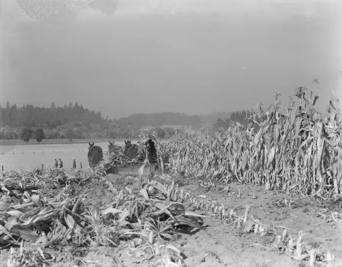 Framed Print : Cutting the corn on the Miller farm near West Carlton, Yamhill County, Oregon, 1939. Creator: Dorothea Lange Framed Print : Cutting the corn on the Miller farm near West Carlton, Yamhill County, Oregon, 1939. Creator: Dorothea Lange
