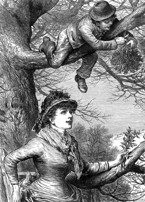 Framed Print : Cutting the Mistletoe Bough for Christmas decoration, 1886 Framed Print : Cutting the Mistletoe Bough for Christmas decoration, 1886