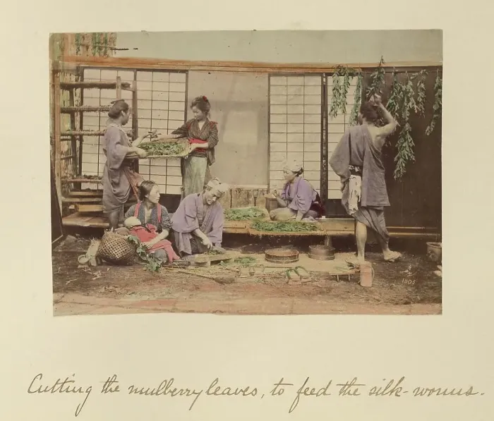 Framed Print : Cutting the Mulberry Leaves... about 1873-1883. Creator: Shinichi Suzuki I Framed Print : Cutting the Mulberry Leaves... about 1873-1883. Creator: Shinichi Suzuki I
